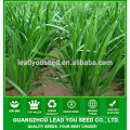 LE01 Guanglian hoja ancha verde cebolletas chinas semillas